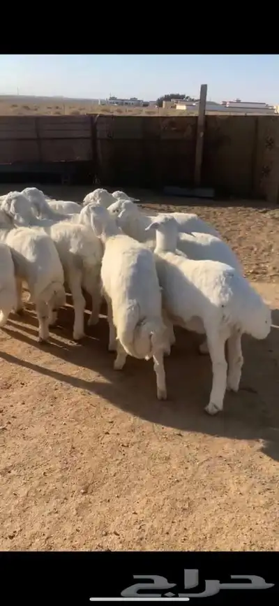 للبيع بهم بري ونضيف تو جاي من البر الموقع سوق الجربوع يوجد 1
