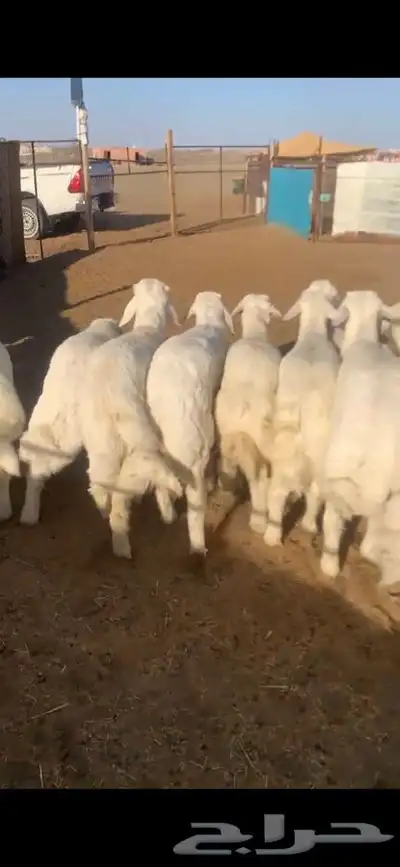 للبيع بهم بري ونضيف تو جاي من البر الموقع سوق الجربوع يوجد 6