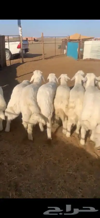 للبيع بهم بري ونضيف تو جاي من البر الموقع سوق الجربوع يوجد 6