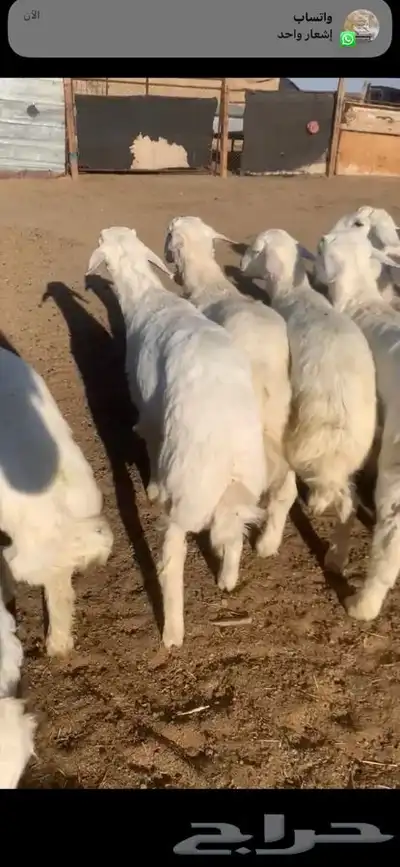 للبيع بهم بري ونضيف تو جاي من البر الموقع سوق الجربوع يوجد 4