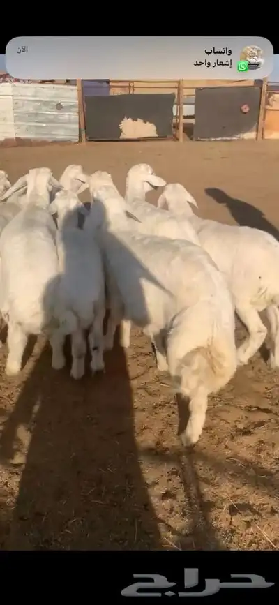 للبيع بهم بري ونضيف تو جاي من البر الموقع سوق الجربوع يوجد 5