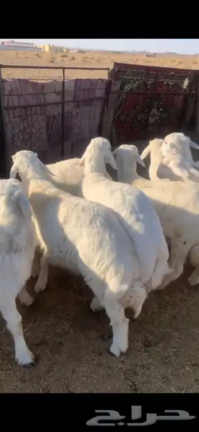للبيع بهم بري ونضيف تو جاي من البر الموقع سوق الجربوع يوجد 2