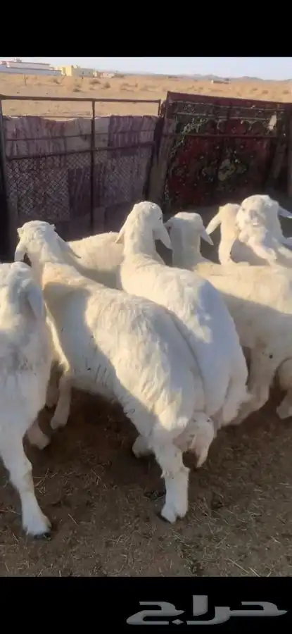 للبيع بهم بري ونضيف تو جاي من البر الموقع سوق الجربوع يوجد 2
