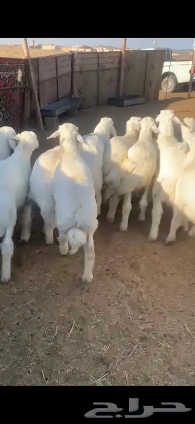 للبيع بهم بري ونضيف تو جاي من البر الموقع سوق الجربوع يوجد 3