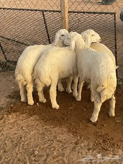 هرافى 0