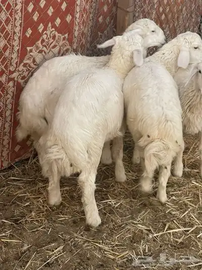 هرافى 1