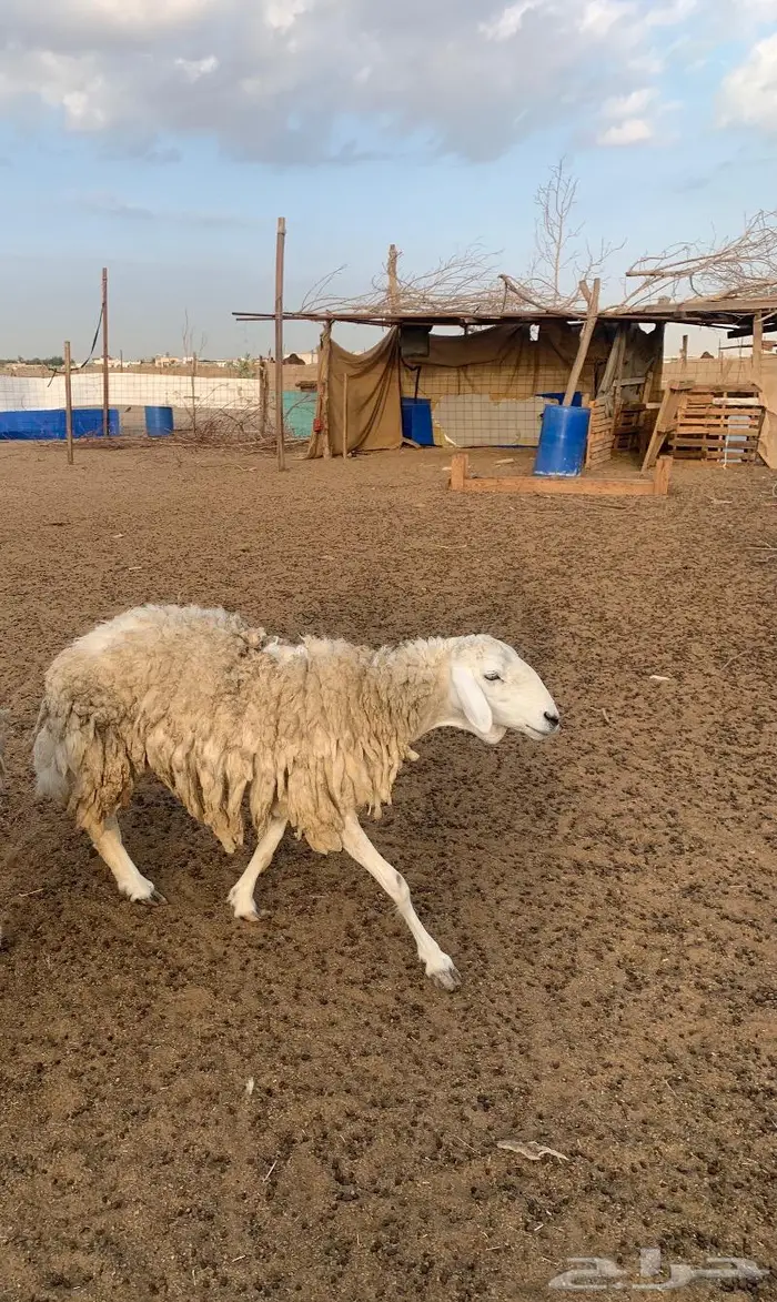 غنم حريه 1