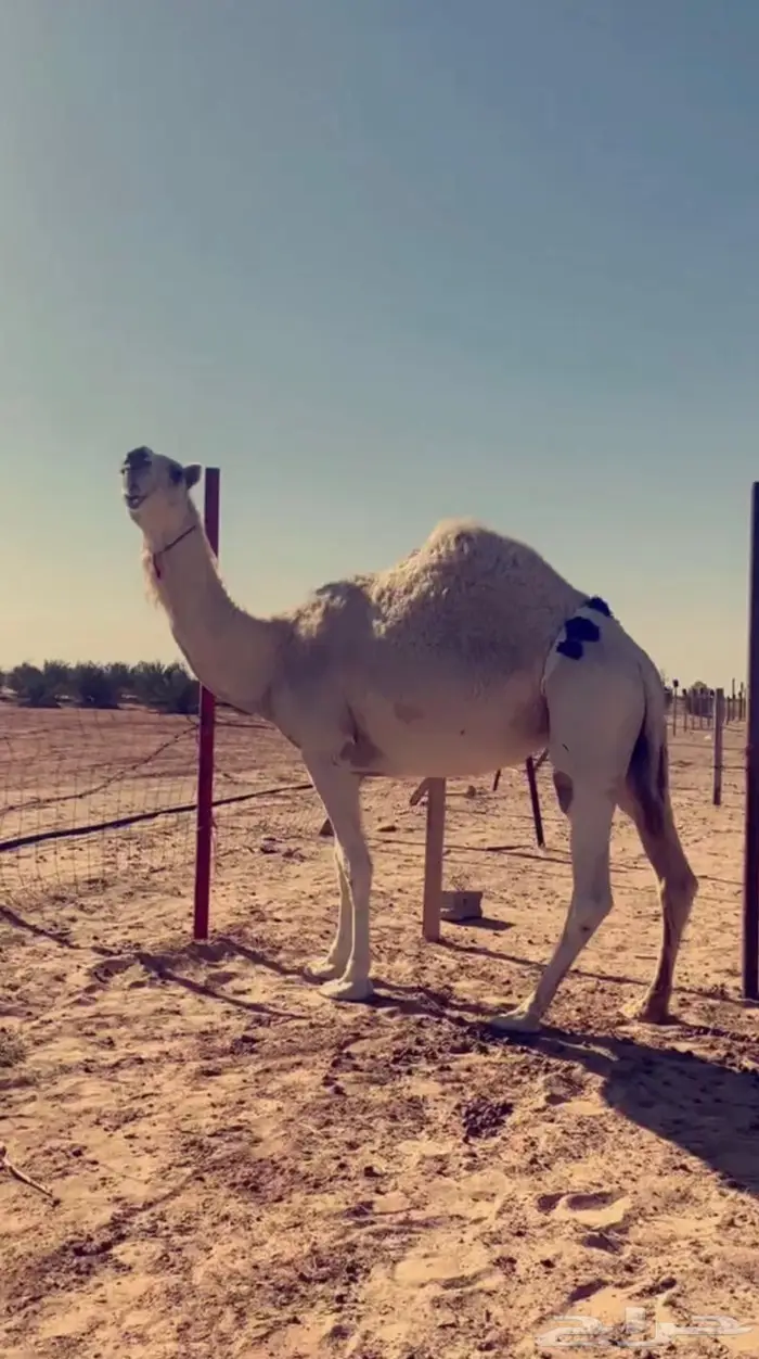 معشر كفو 2