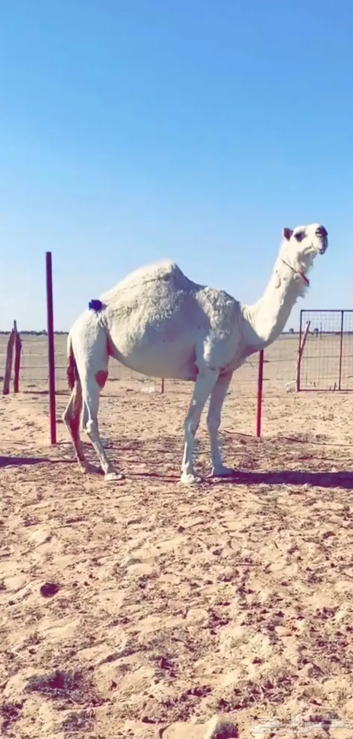 معشر كفو 0