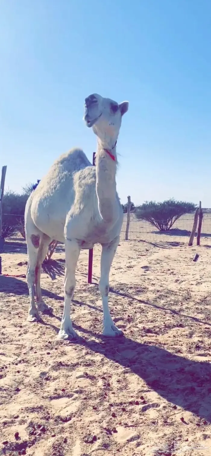 معشر كفو 1