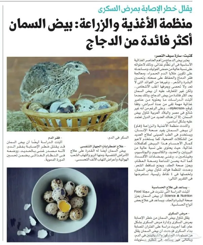 بيض سمان تربية خاصه بيض غير مخصب 1