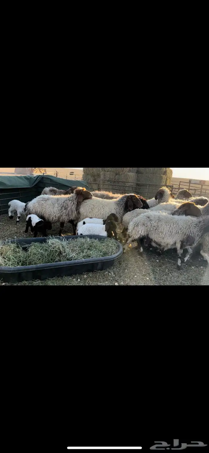 غنم نعيم مطافيل فاخره 8