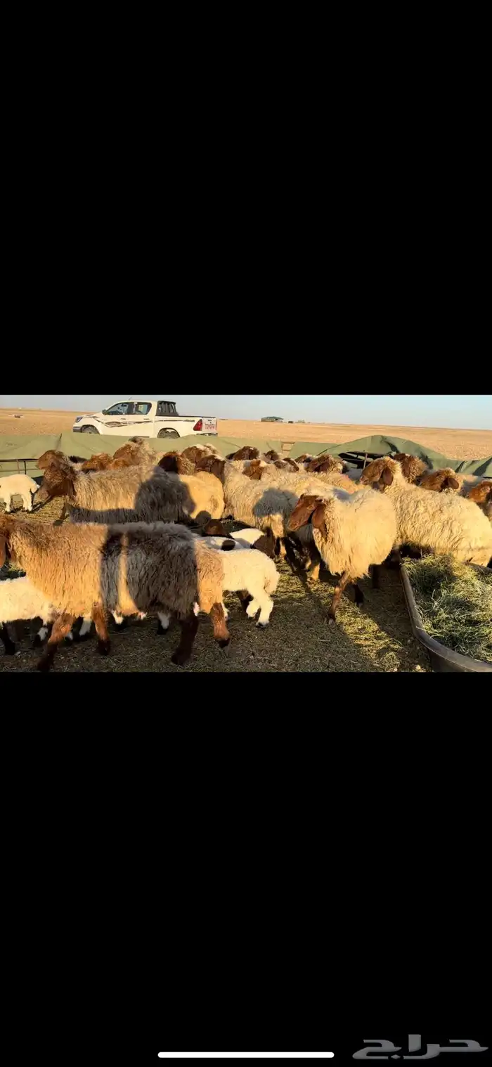 غنم نعيم مطافيل فاخره 3