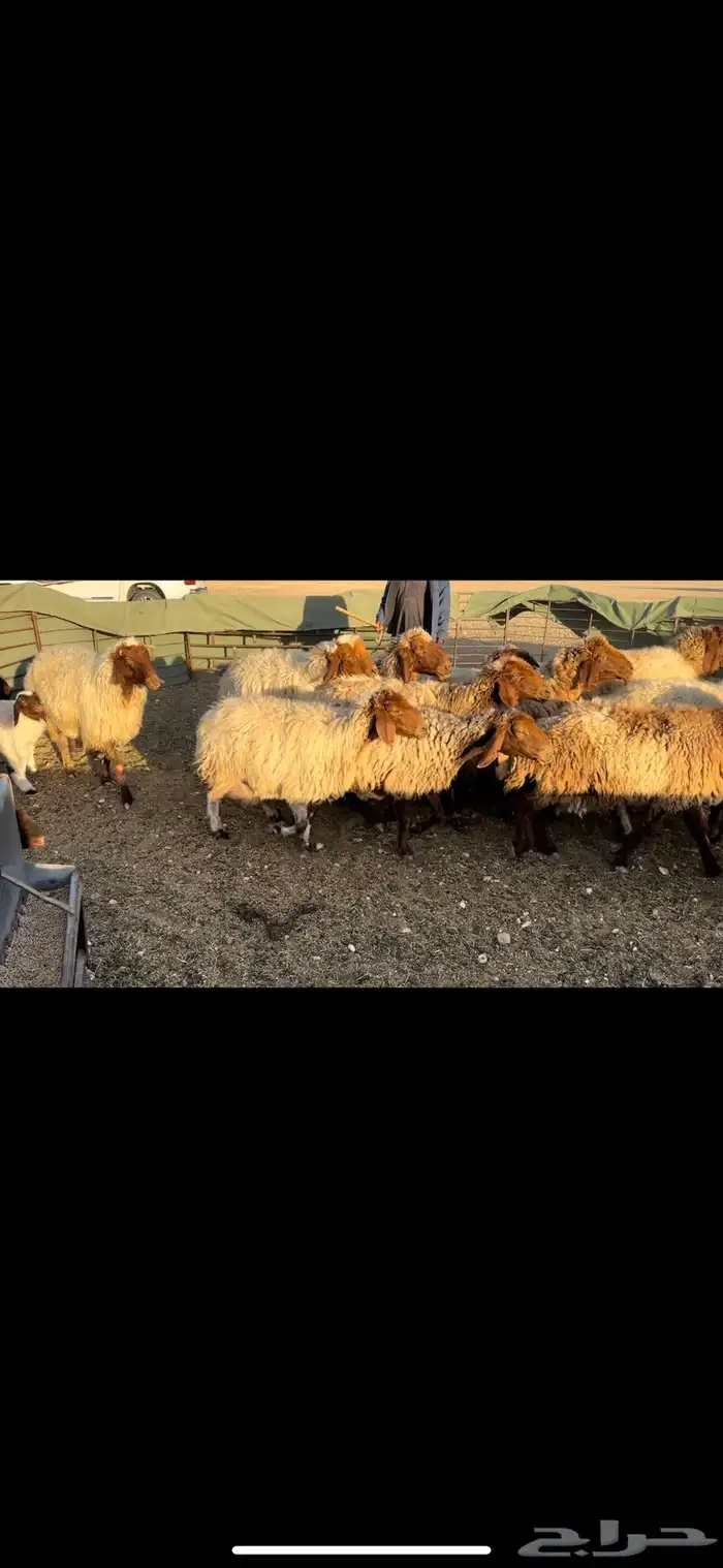 غنم نعيم مطافيل فاخره 6