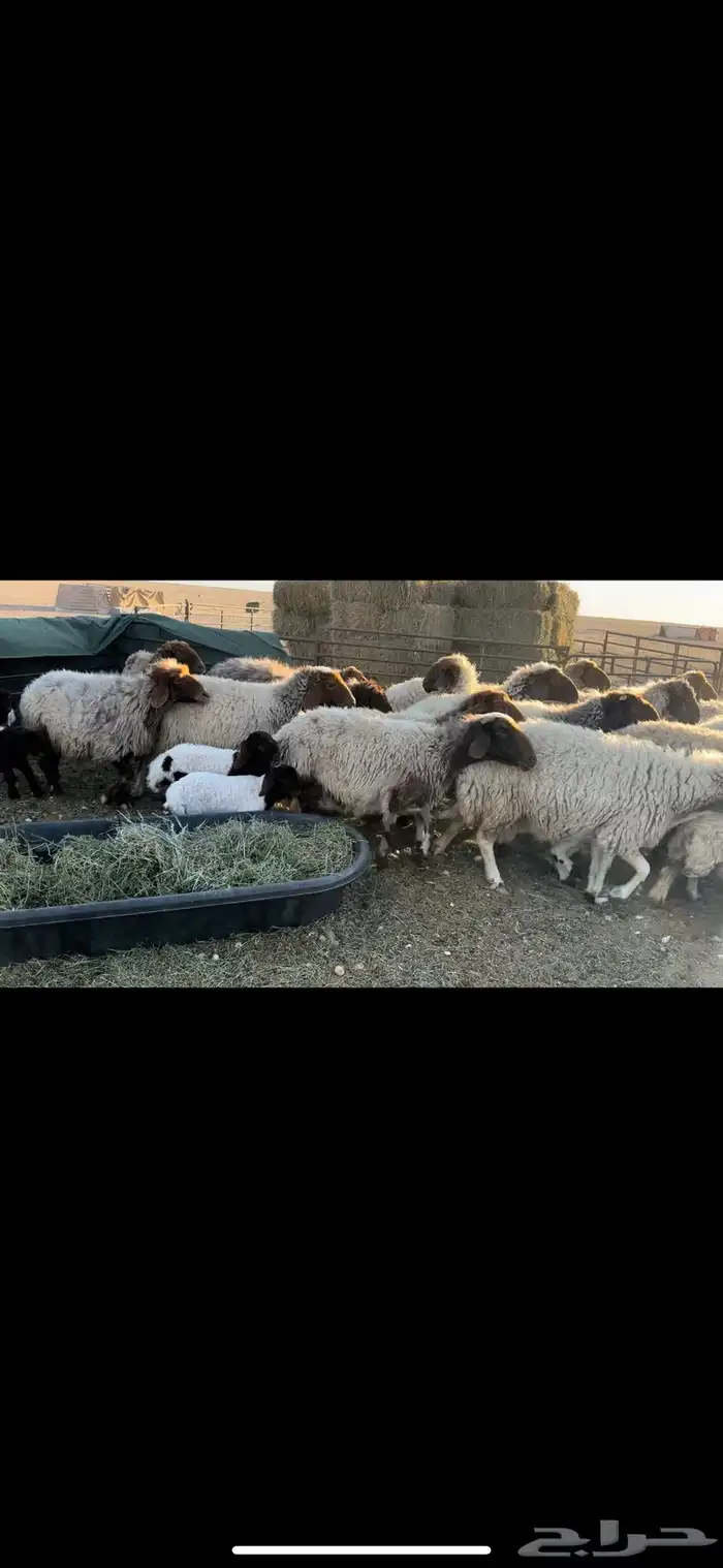 غنم نعيم مطافيل فاخره 7