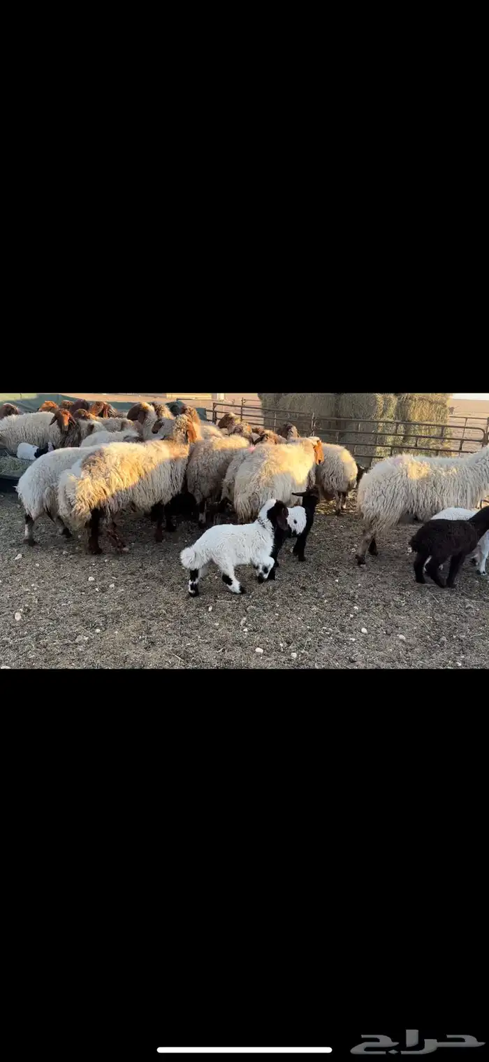 غنم نعيم مطافيل فاخره 9