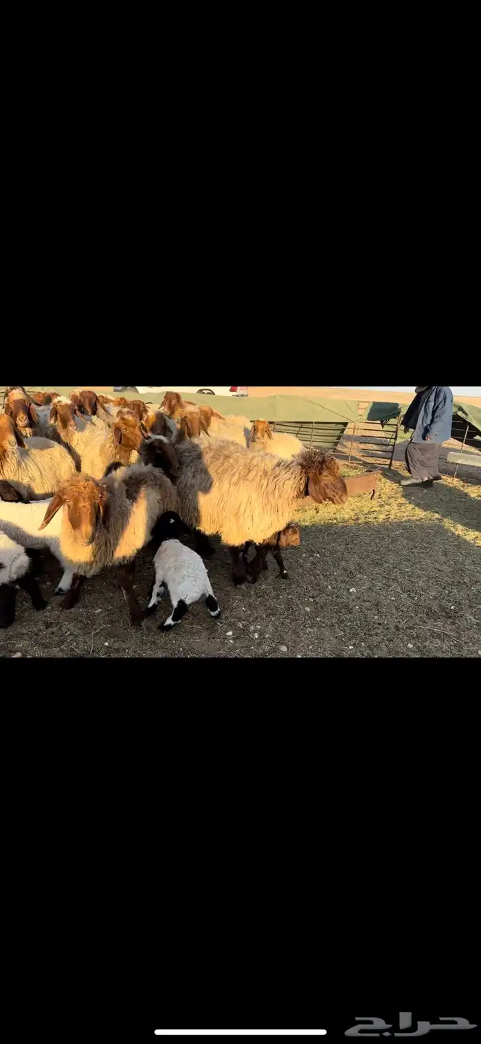 غنم نعيم مطافيل فاخره 2