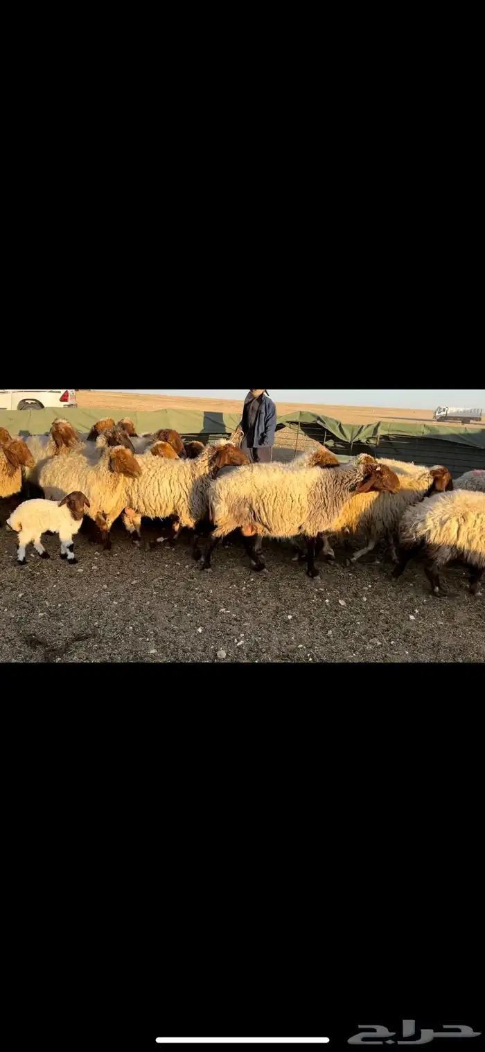 غنم نعيم مطافيل فاخره 5