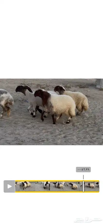 جذعات نعيم صنف 2