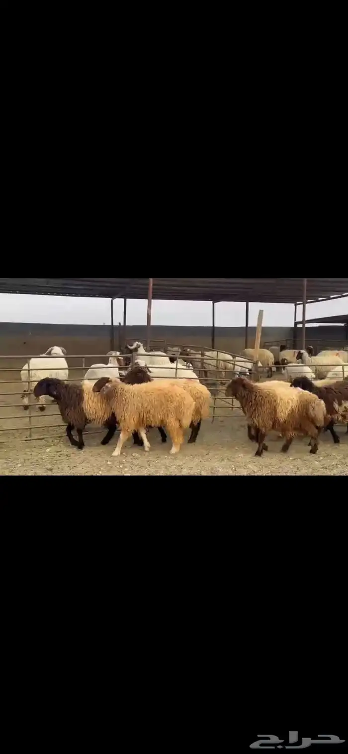 جذعات نعيم دفيع 4