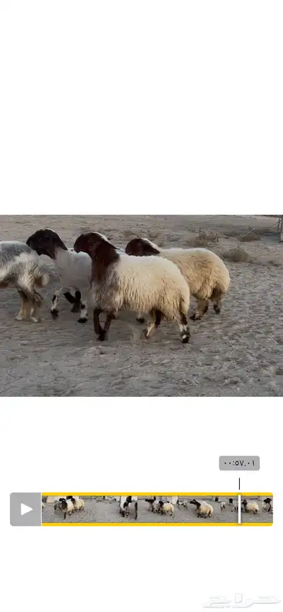 جذعات نعيم صنف 0