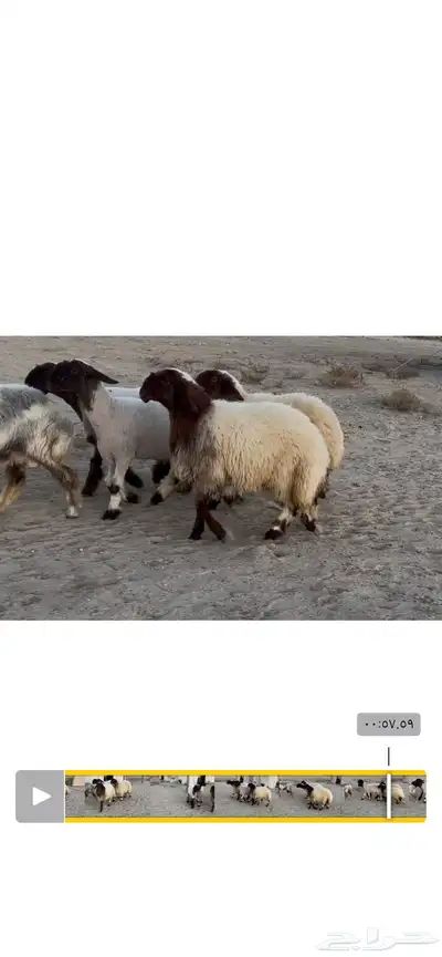 جذعات نعيم صنف 1