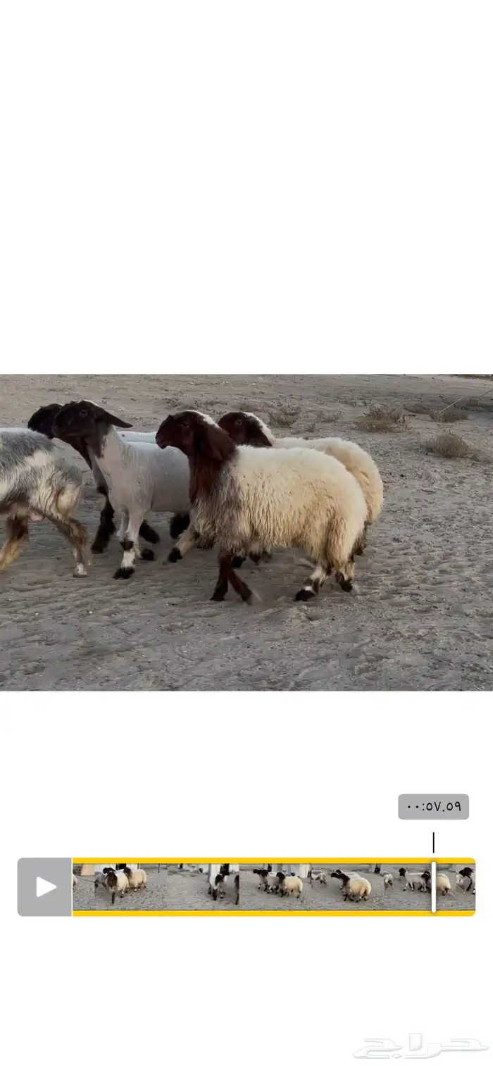 جذعات نعيم صنف 1