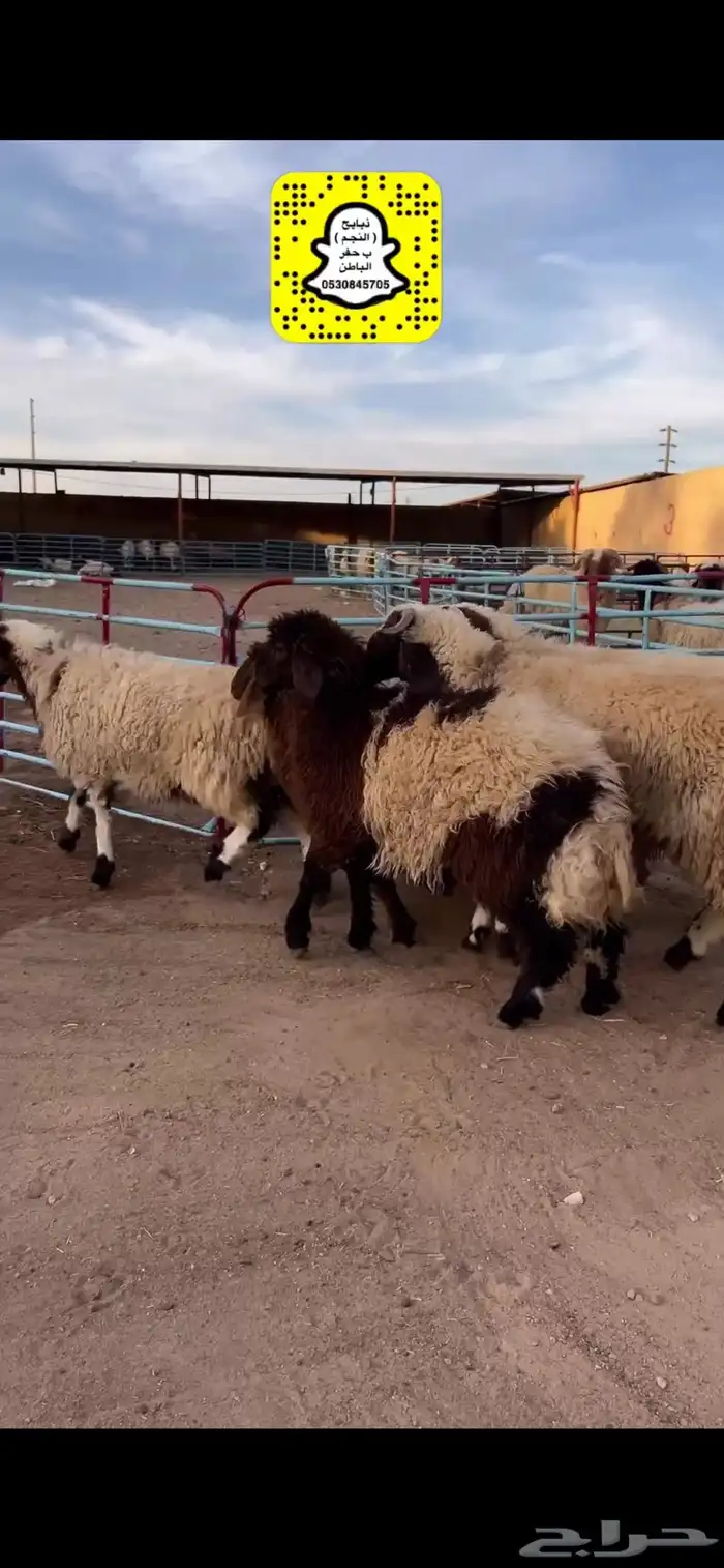 ذبايح النجم حفرالباطن 12