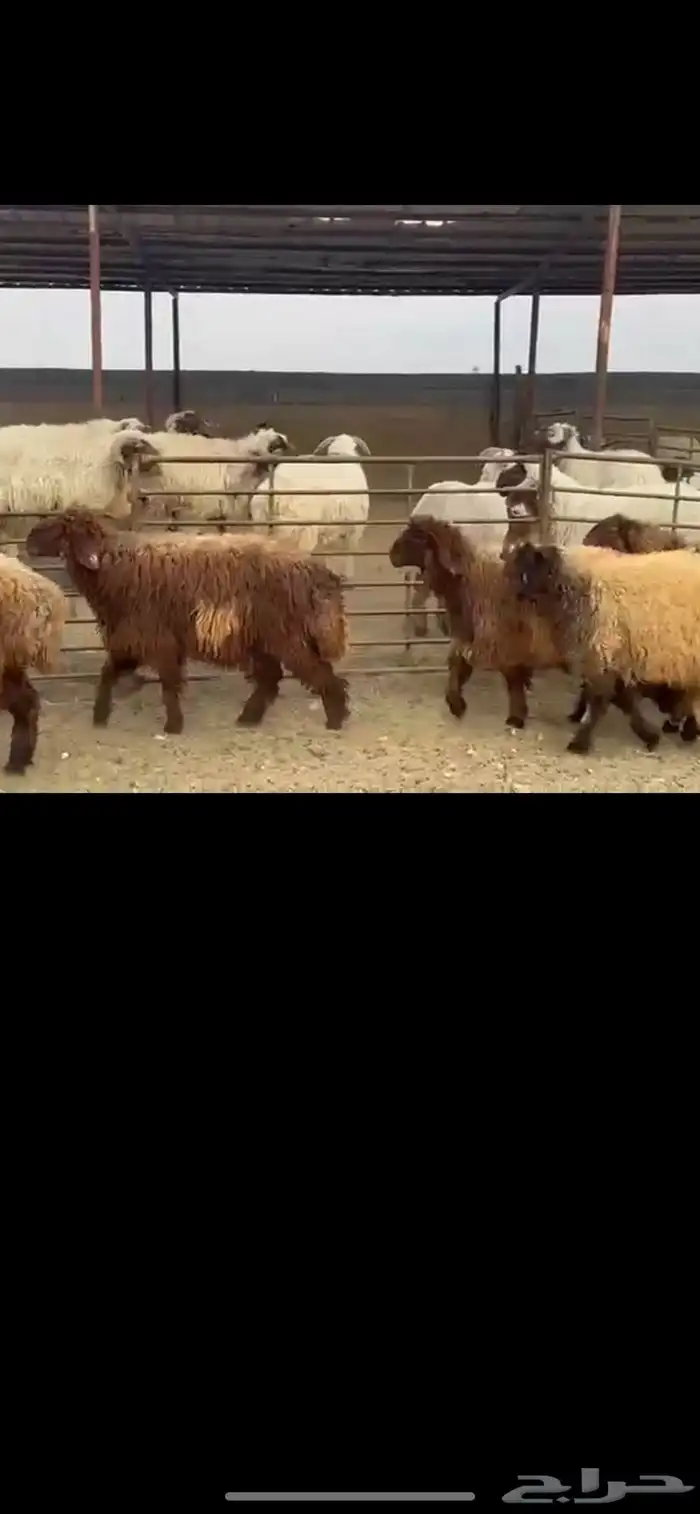 جذعات نعيم دفيع 0