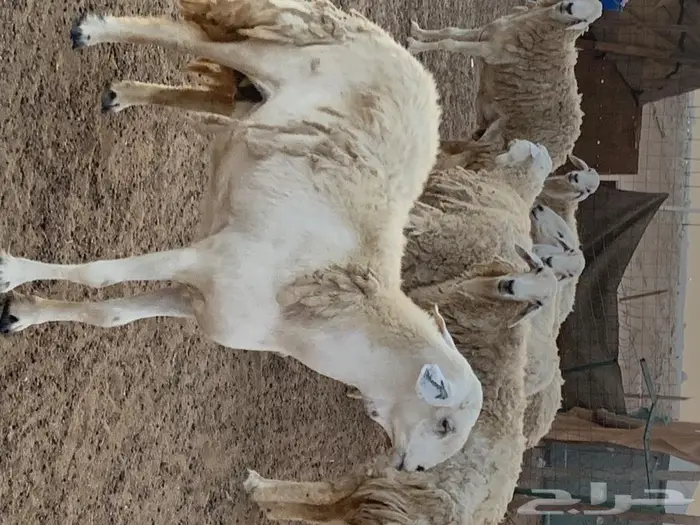 غنم حريه 0