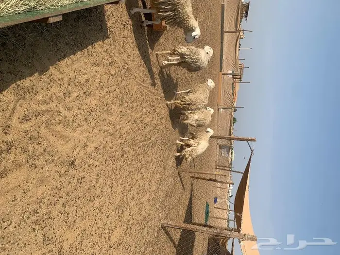 غنم حريه 4