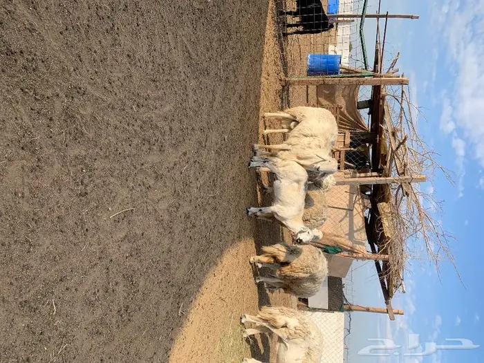 غنم حريه 6
