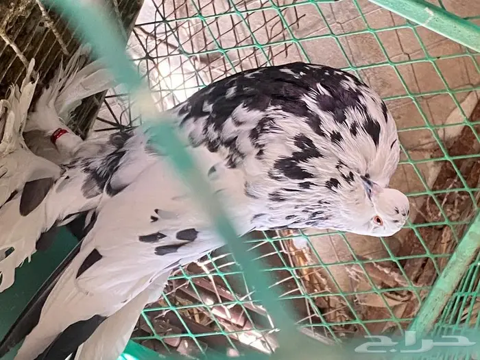 نفاخ بومرينيان وشفرات شامي 2