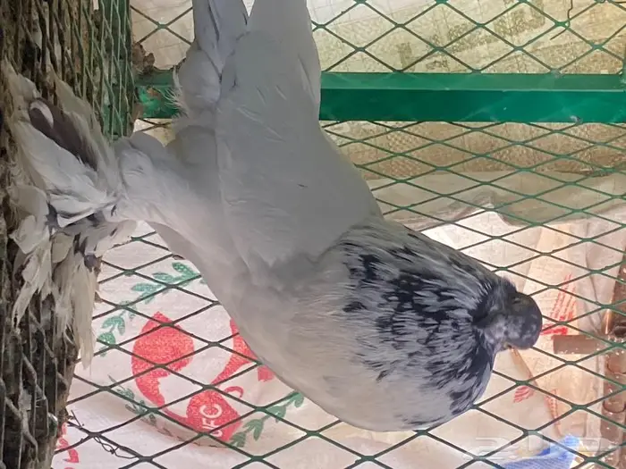 نفاخ بومرينيان وشفرات شامي 3