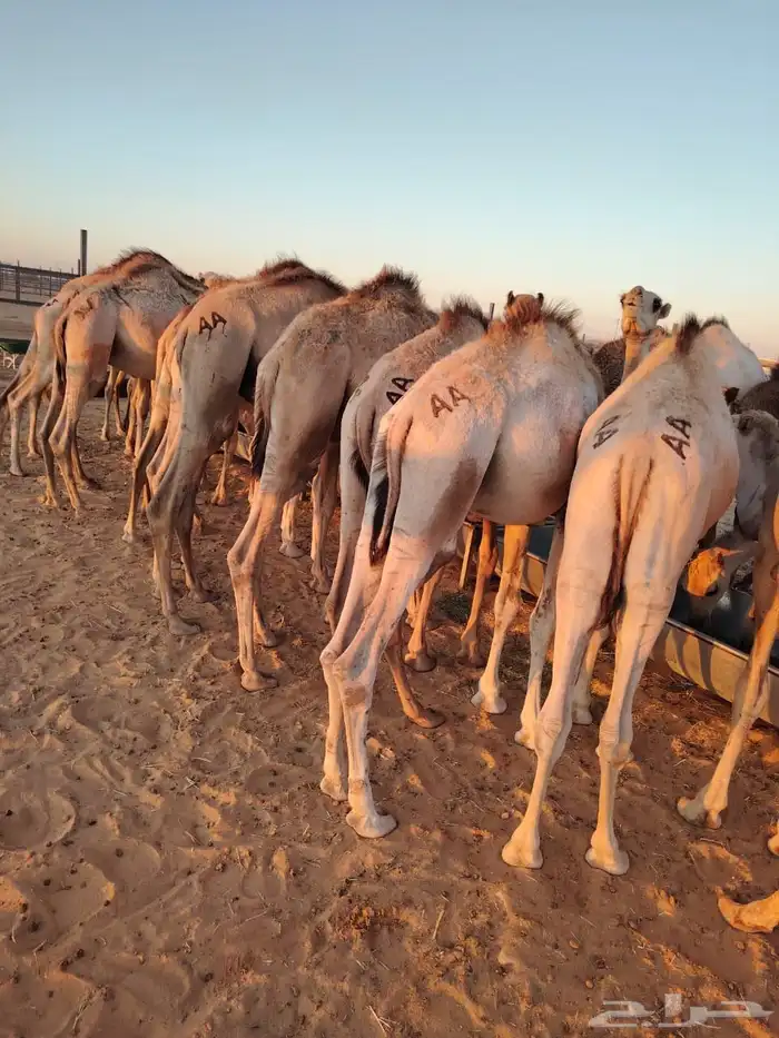 سواكن 9
