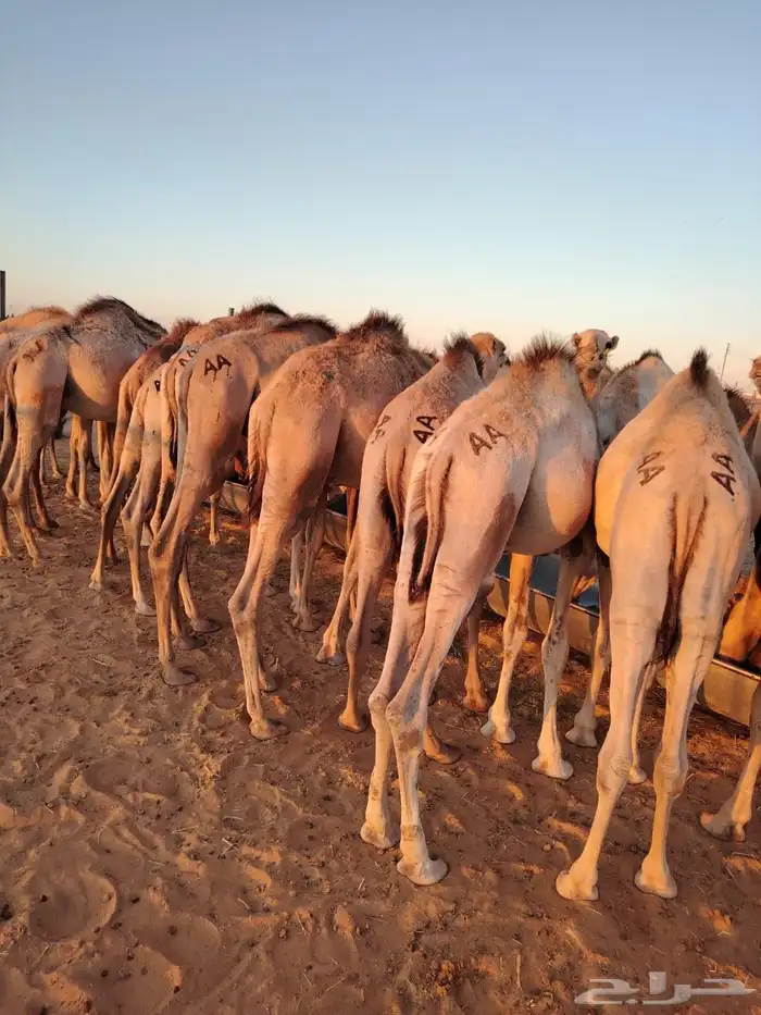 سواكن 11