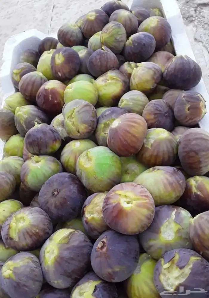 شتلات التين السوطاني 0