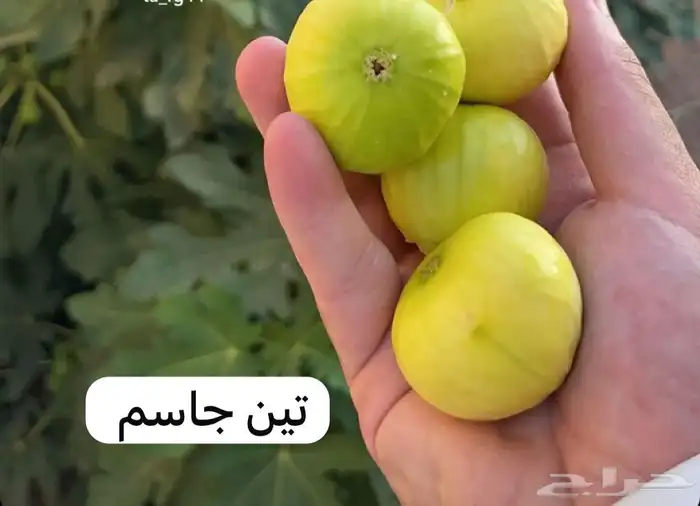 للبيع شتلات عنب و تين و رمان و توت بلدي جمله 5 ريال 2