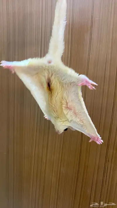 سنجاب شوقر قلايدر ابيض 3