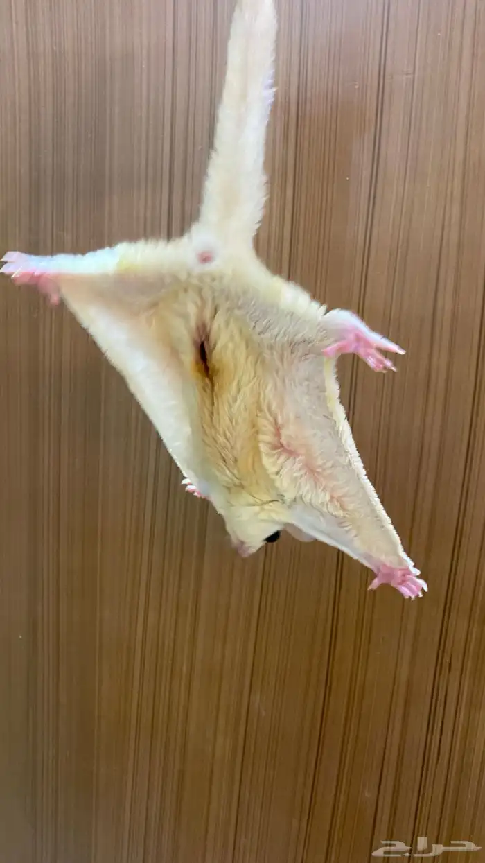 سنجاب شوقر قلايدر ابيض 3