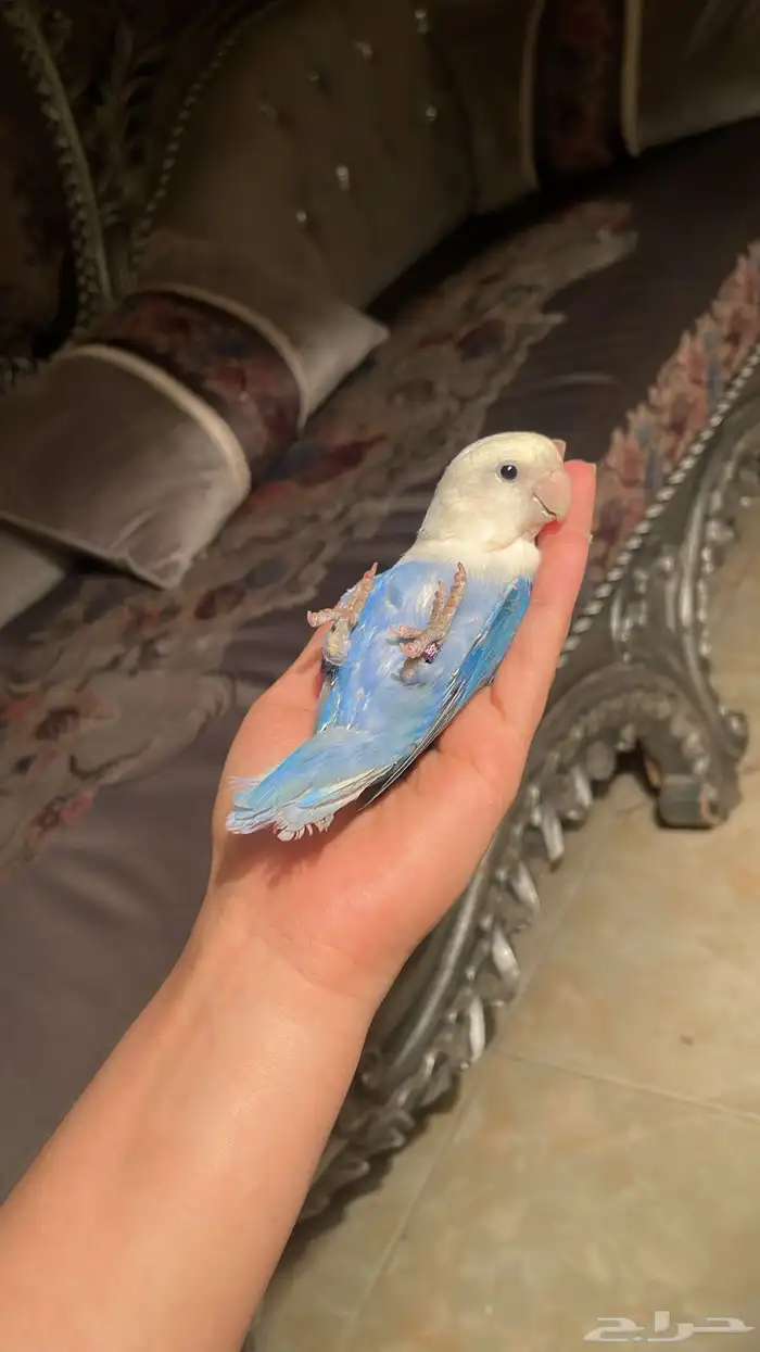 للبيع ببغاء الروز المميز واليف 4