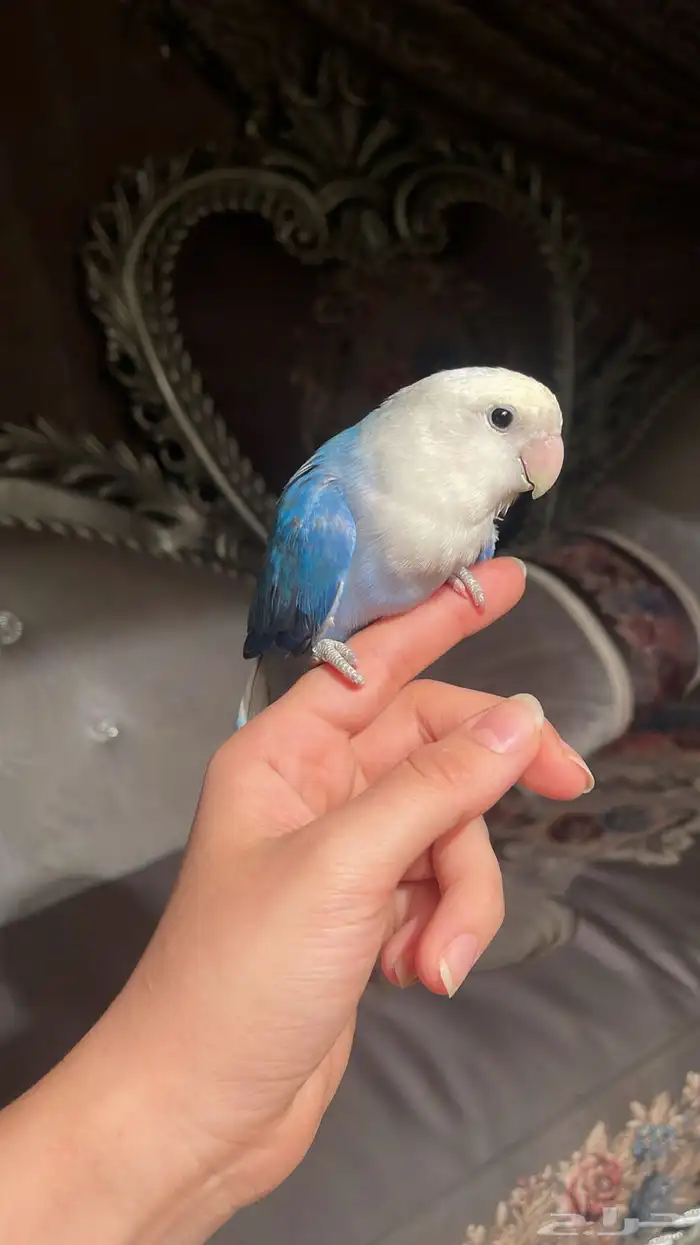 للبيع ببغاء الروز المميز واليف 3