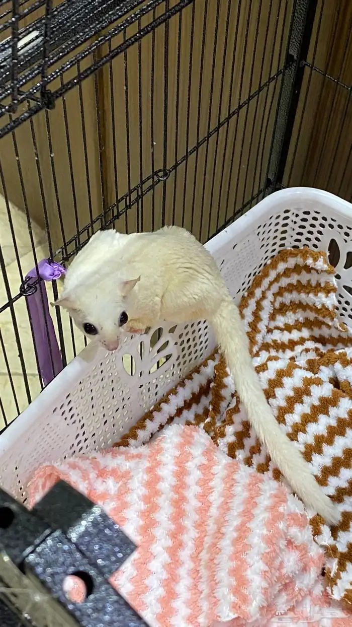 سنجاب شوقر قلايدر ابيض 4