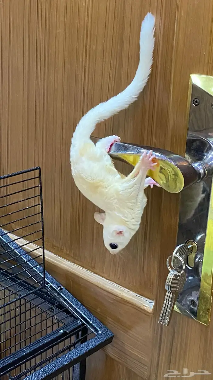 سنجاب شوقر قلايدر ابيض 5