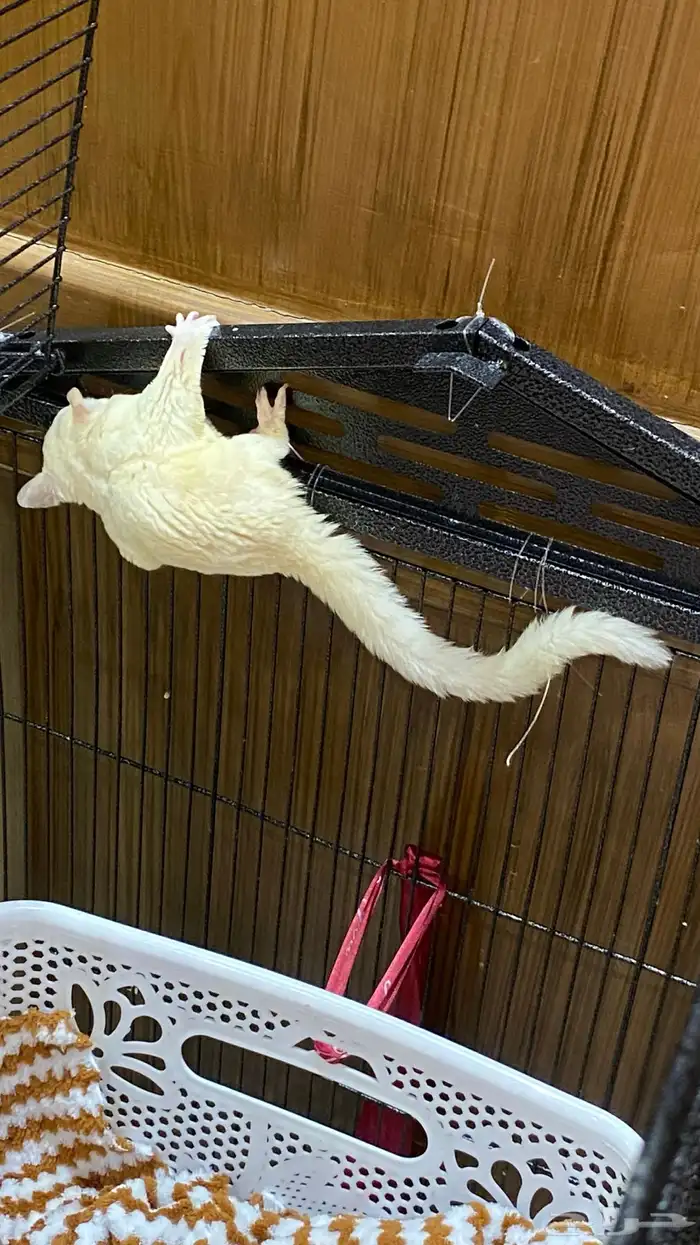 سنجاب شوقر قلايدر ابيض 8