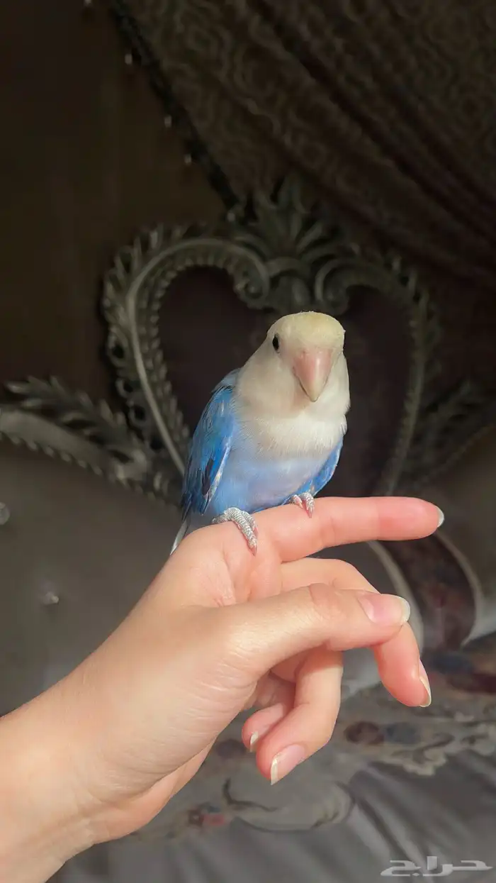 للبيع ببغاء الروز المميز واليف 2