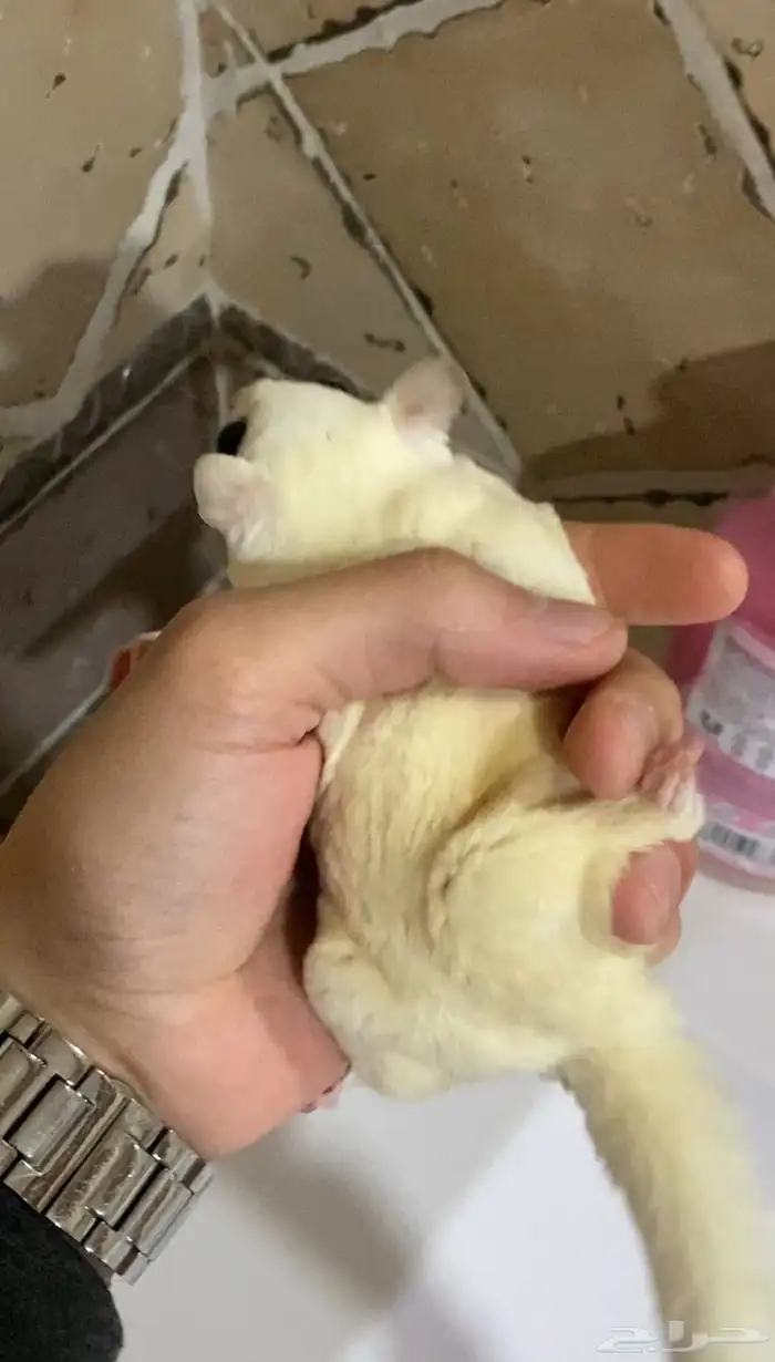 سنجاب شوقر قلايدر ابيض 0