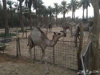 فحول نوادر من جميع الالوان وعلى ساس كلها 3