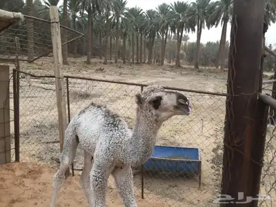 فحول نوادر من جميع الالوان وعلى ساس كلها 9