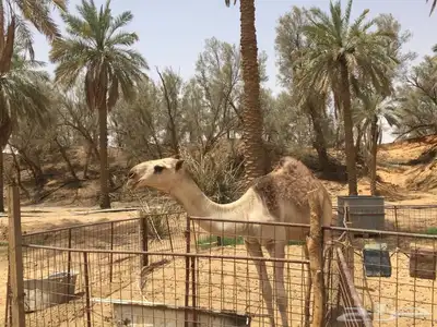 فحول نوادر من جميع الالوان وعلى ساس كلها 2